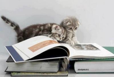 Cats-Reading-Books