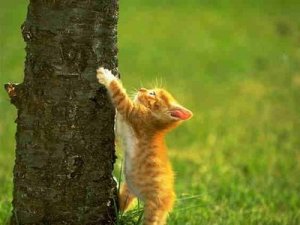 cat-climbing-tree